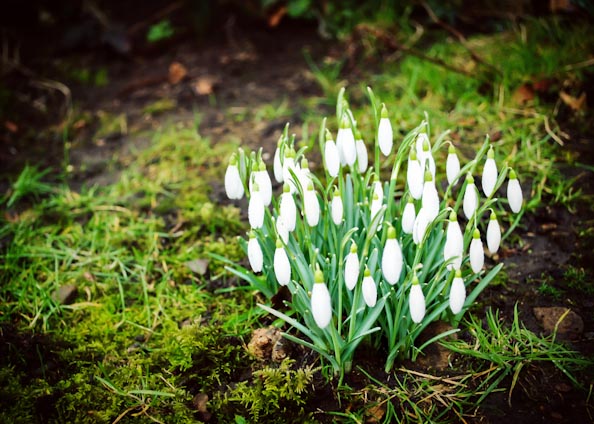 snowdrops