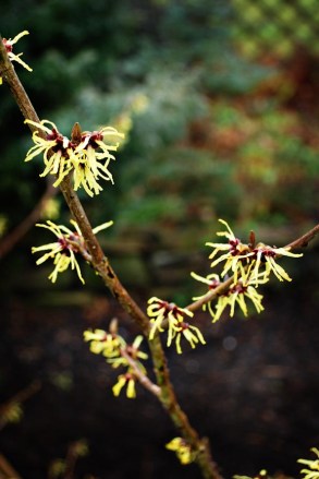Witch Hazel