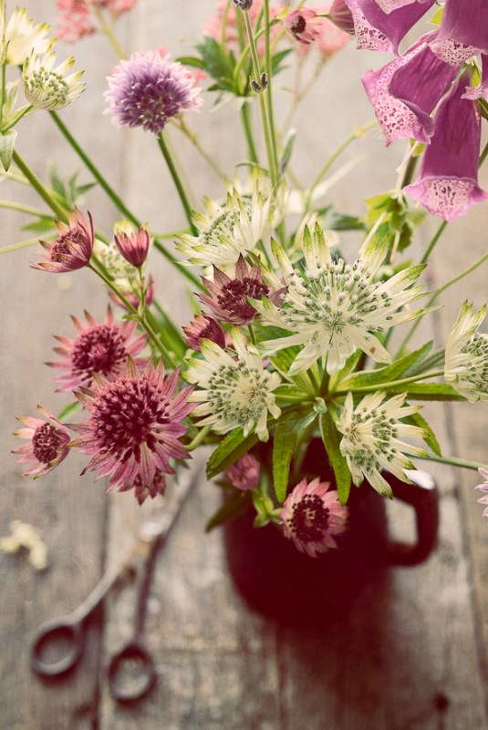 Elderflower-6582-Edit