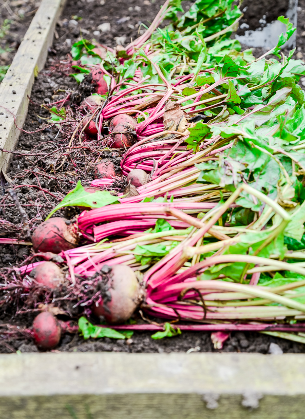 Beetroot Tart on things{we}make